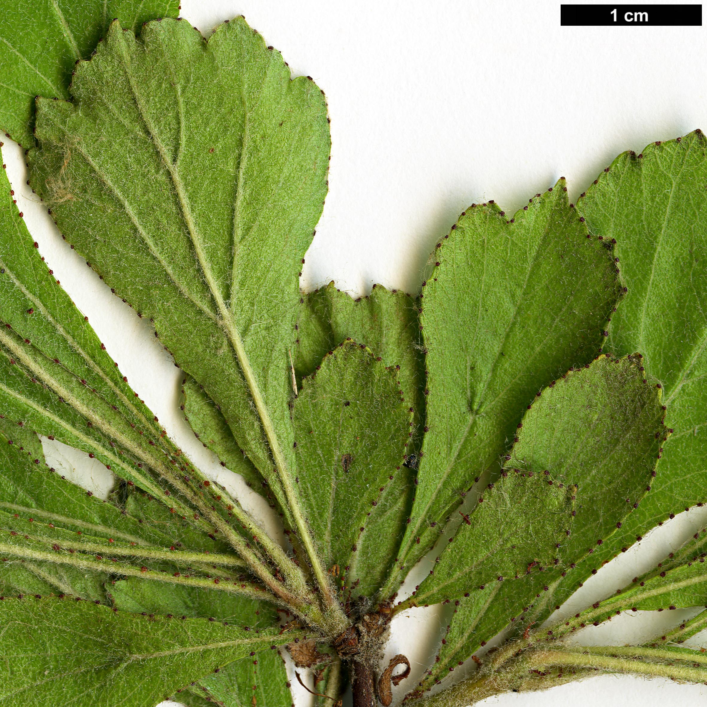 High resolution image: Family: Rosaceae - Genus: Crataegus - Taxon: lassa - SpeciesSub: var. colonica
